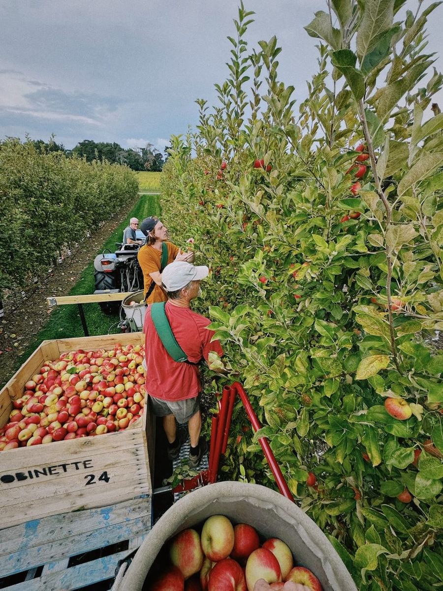 Travellers picking apples together in an orchard